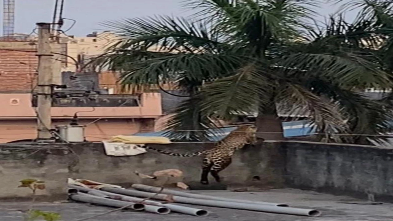 दिल्ली के बुराडी़ में घुसा तेंदुआ, घर में घुसकर कई लोगों को किया घायल