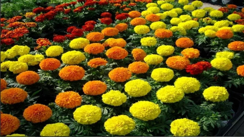 पेड़ पौधों के शौकीन लोगों के लिए यह जगह नहीं है किसी चमत्कार से कम, यहाँ से खरीदे पौधे और महकाए अपना घर 1 20240514 0739565576182751931988530